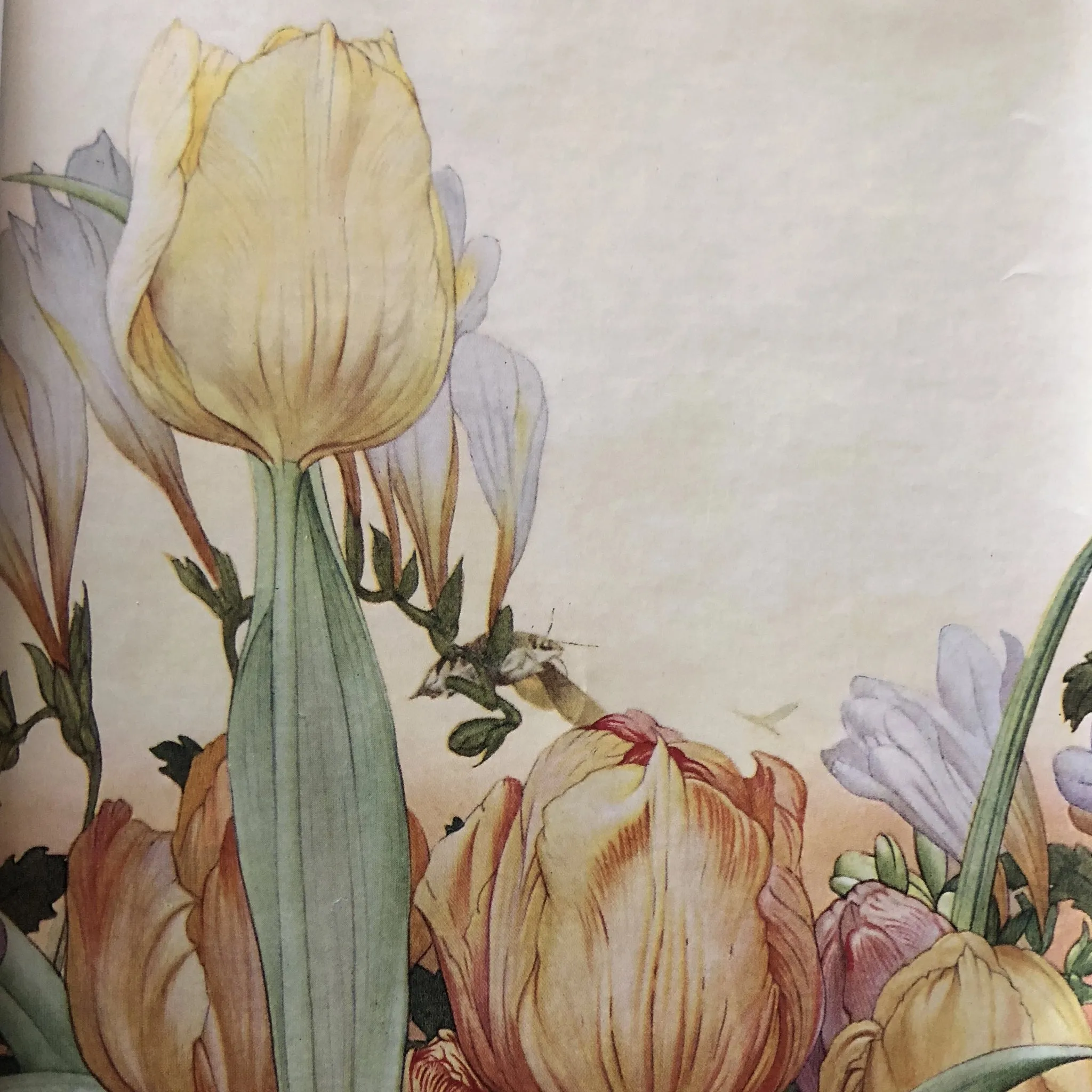 Tulips
